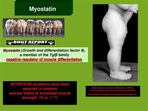 Development Of Vertebral Column Trunk And Associated Muscles Ppt