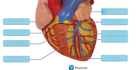 A P 2 Lab Heart Model 9 Diagram Quizlet