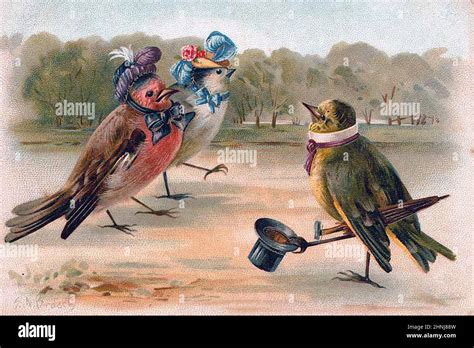 Vintage Bird illustrations Stock Photo - Alamy