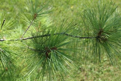 Pinus strobus (Eastern White Pine) – Mount Royal Seeds