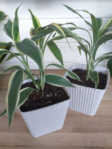 bamboo stalks meaning blajewka