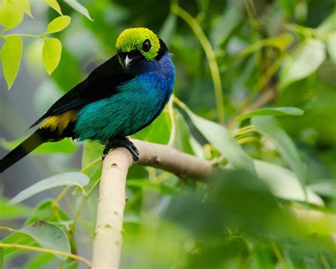 Paradise Tanager Bird Pets