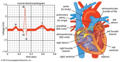 Systole Means Contraction Of The Ventricles NSPDD