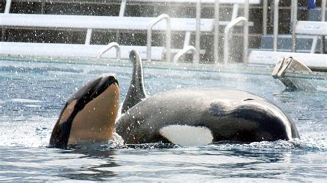 SeaWorld will stop breeding captive killer whales