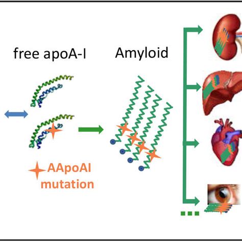 Aberrant Deposition Of Apolipoprotein A I In Systemic Hereditary