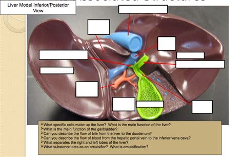 Liver Model Diagram Quizlet