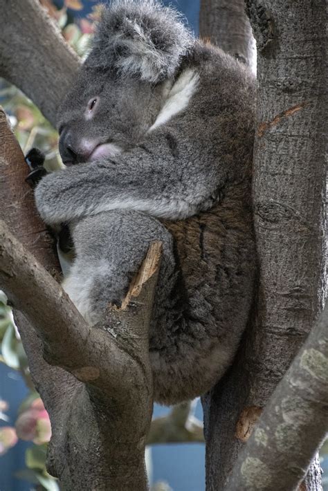 43866 Longleat 2019 Southern Koala Davidlquayle Flickr