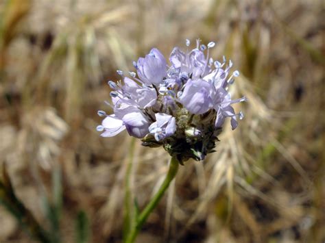 Gilia Capitata Polemoniaceae Image At Phytoimages Siu Edu