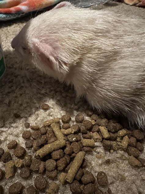 what happens if ferret smelly naturally 10