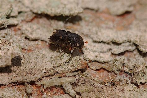 Forestry Commission Introduces Further Controls To Tackle Bark Beetle