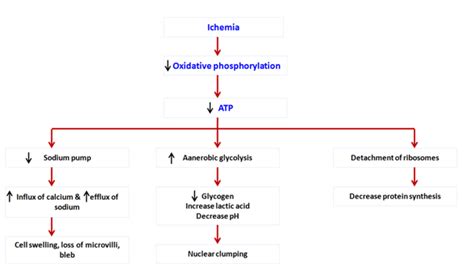 Reversible Cell Injury