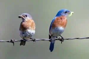 Male vs Female Bluebirds (3 Main Differences) - Bird Feeder Hub