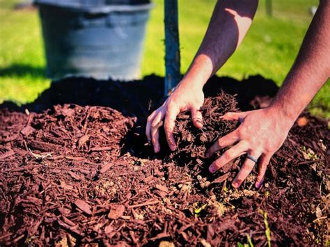 To Mulch Or Not To Mulch Pros And Cons For Commercial Properties Islandearth Landscape