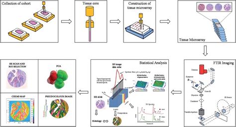 Workflow Diagram Of Tma Construction Ir Spectroscopic Investigation