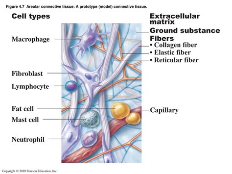 Areolar Connective Tissue Diagram