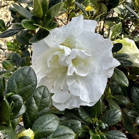 Azalea hybrida ‘Hardy Gardenia’ | Piedmont Carolina Nursery