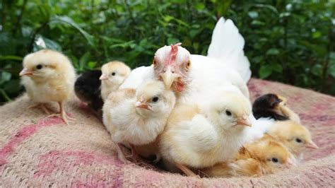 Hen Harvesting Eggs To Chicks Chicks Hatched By Broody Hen Youtube