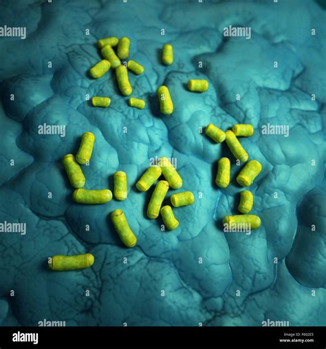 Médicos ilustración de la bacteria Lactobacillus Fotografía de stock