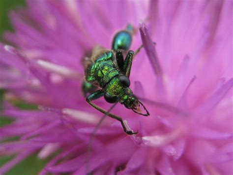 Green beetle on pink flower Free Photo Download | FreeImages