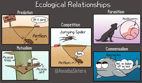 Ecological Relationships Worksheet - Naturalfer