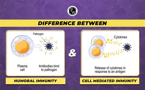 Difference Between Humoral And Cell Mediated Immunity