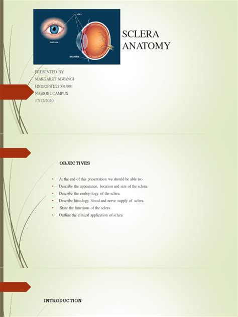 Sclera Anatomy | PDF | Vein | Anatomy