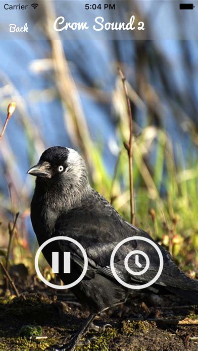 App Shopper Crow Sounds Crow Call Sound Entertainment