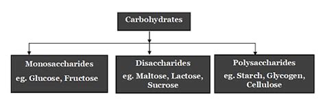 Biomolecules Types Functions And Examples