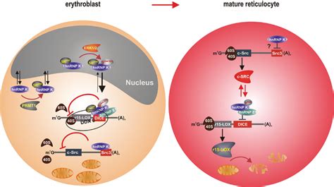 Inhibition And Activation Of Reticulocyte 15 Lipoxygenase R15 Lox