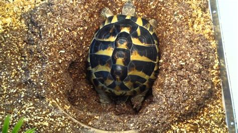 Hermanns Tortoise Burying Nest Youtube