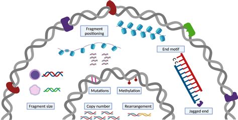 Expanded Knowledge Of Cell Free DNA Biology Potential To Broaden The