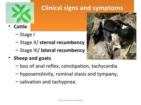 Recent diagnosis and treatment of milk fever in