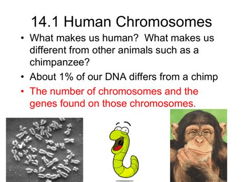 14.1 Human Chromosomes