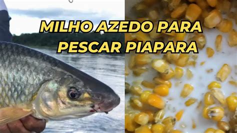 Milho Azedo Para Pescar Piapara Muito Simples De Fazer Youtube