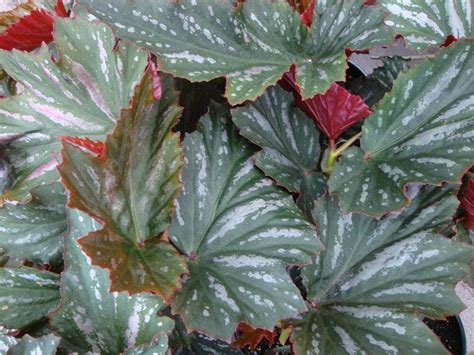 Begonia Lana 3 Starter Plant Or Stem Cutting Etsy