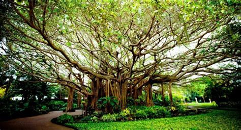 cypress gardens  floridas st tourist attraction visit central