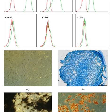 Human Mesenchymal Stromal Cells From Bone Marrow Bmmscs Are Defined Download Scientific