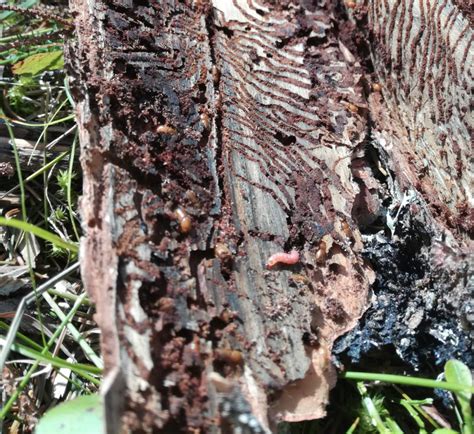 Bostrico Dell Abete Rosso Allarme In Alto Adige Terra E Vita