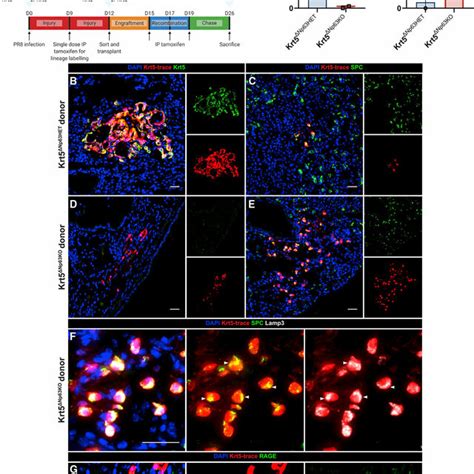 Orthotopic Transplantation Reveals Np Ko Intrapulmonary P