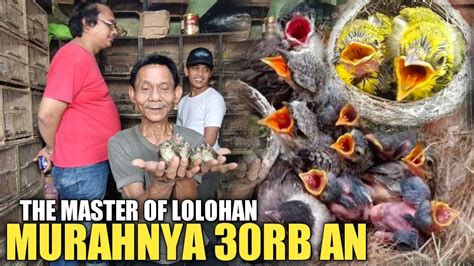 Sederhana Kakek Jual Burung Lolohan Rb An Paling Murah Di Harga