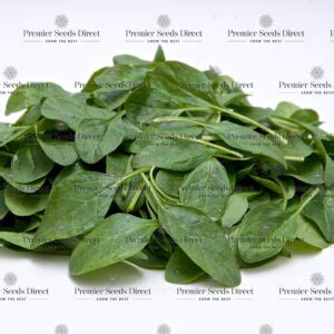 Spinach Seeds Premier Seeds Direct