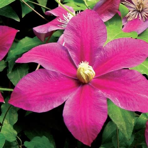 Clematis Sunset Clematide Vaso Cm H Cm