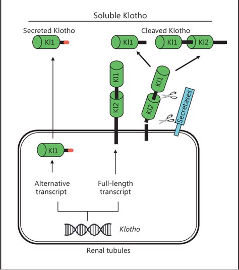 Figure From Klotho Fgf Axis In Chronic Kidney Disease And