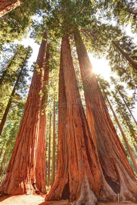 Árboles Magníficos De La Secoya Gigante Parque Nacional De Secoya