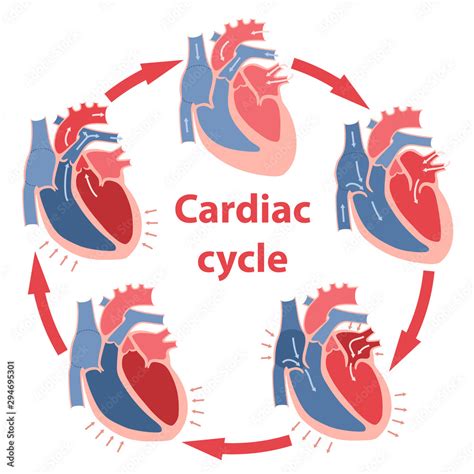 Diagram Of The Phases Of Cardiac Cycle Circulation Of Blood Through