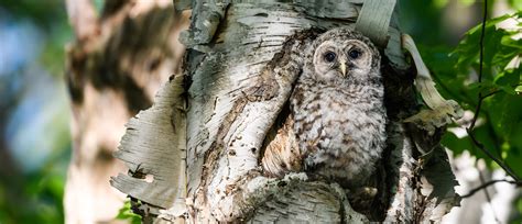 Barred Owl American Bird Conservancy