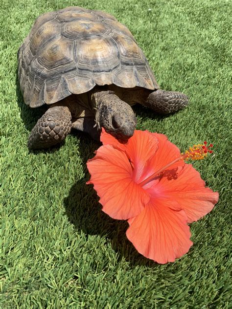 best turtle smelly easily 5