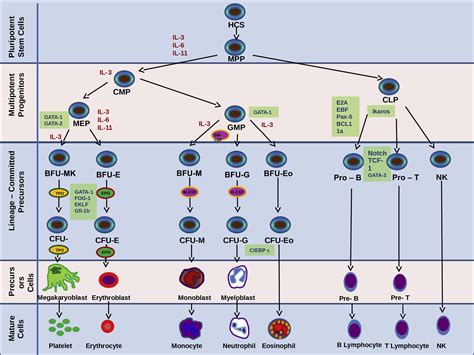 Development Of The Hematopoietic System And Disorders Of Hematopoiesis