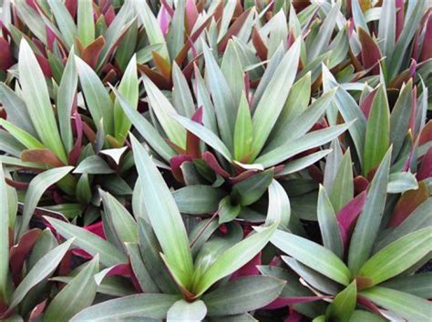 rhoeo leaf  global insight