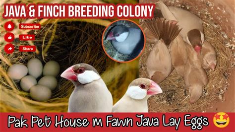 Pak Pet House Mai Fawn JAVA Ki Breed Start Finches Java Breeding